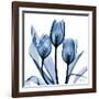 Indigo Tulips-Albert Koetsier-Framed Art Print