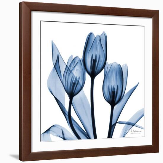 Indigo Tulips-Albert Koetsier-Framed Art Print