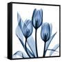 Indigo Tulips-Albert Koetsier-Framed Stretched Canvas