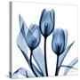 Indigo Tulips-Albert Koetsier-Stretched Canvas