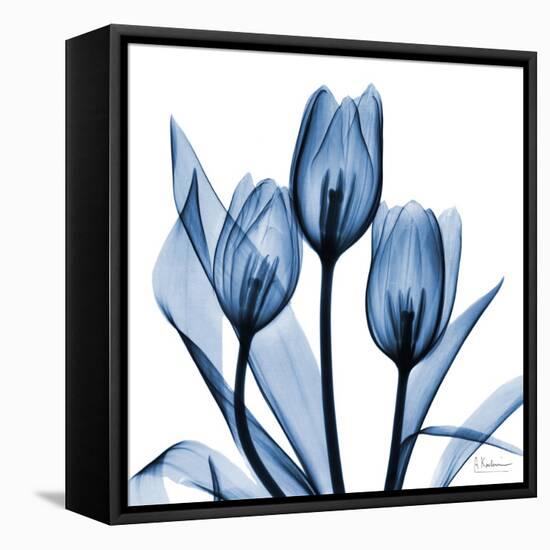 Indigo Tulips-Albert Koetsier-Framed Stretched Canvas