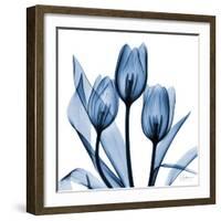 Indigo Tulips-Albert Koetsier-Framed Art Print