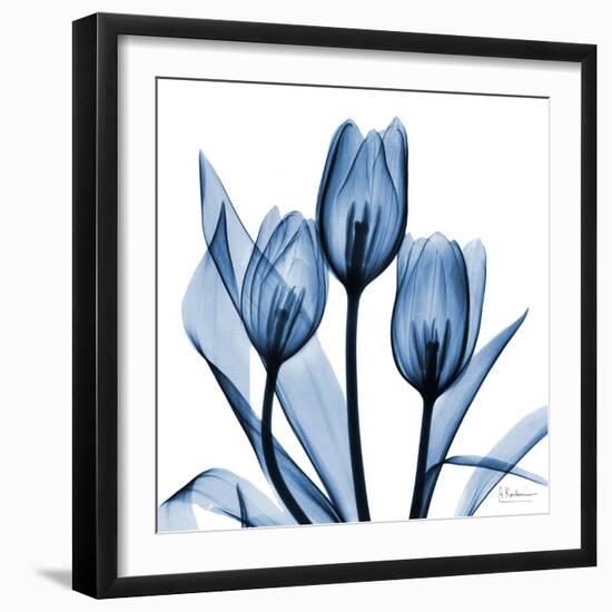 Indigo Tulips-Albert Koetsier-Framed Art Print