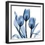 Indigo Tulips-Albert Koetsier-Framed Art Print