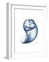 Indigo Water Snail-Albert Koetsier-Framed Art Print