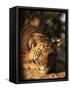 Indo Chinese Tiger Cub, Panthera Tigris Corbetti, Tiger Sanctuary for Confiscated Animals, Thailand-Lousie Murray-Framed Stretched Canvas