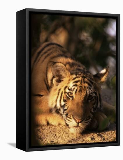 Indo Chinese Tiger Cub, Panthera Tigris Corbetti, Tiger Sanctuary for Confiscated Animals, Thailand-Lousie Murray-Framed Stretched Canvas