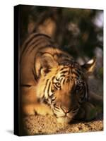 Indo Chinese Tiger Cub, Panthera Tigris Corbetti, Tiger Sanctuary for Confiscated Animals, Thailand-Lousie Murray-Stretched Canvas