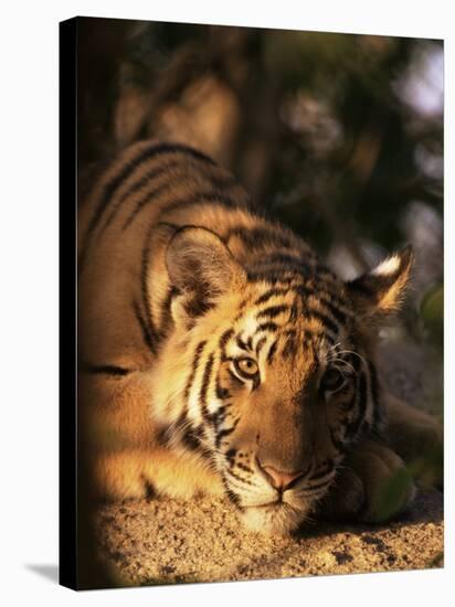 Indo Chinese Tiger Cub, Panthera Tigris Corbetti, Tiger Sanctuary for Confiscated Animals, Thailand-Lousie Murray-Stretched Canvas