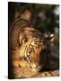 Indo Chinese Tiger Cub, Panthera Tigris Corbetti, Tiger Sanctuary for Confiscated Animals, Thailand-Lousie Murray-Stretched Canvas