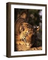 Indo Chinese Tiger Cub, Panthera Tigris Corbetti, Tiger Sanctuary for Confiscated Animals, Thailand-Lousie Murray-Framed Photographic Print