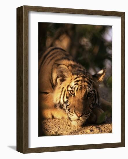 Indo Chinese Tiger Cub, Panthera Tigris Corbetti, Tiger Sanctuary for Confiscated Animals, Thailand-Lousie Murray-Framed Photographic Print