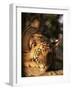 Indo Chinese Tiger Cub, Panthera Tigris Corbetti, Tiger Sanctuary for Confiscated Animals, Thailand-Lousie Murray-Framed Photographic Print