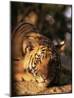 Indo Chinese Tiger Cub, Panthera Tigris Corbetti, Tiger Sanctuary for Confiscated Animals, Thailand-Lousie Murray-Mounted Photographic Print