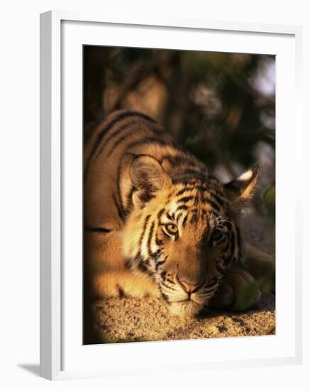 Indo Chinese Tiger Cub, Panthera Tigris Corbetti, Tiger Sanctuary for Confiscated Animals, Thailand-Lousie Murray-Framed Photographic Print