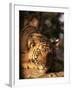 Indo Chinese Tiger Cub, Panthera Tigris Corbetti, Tiger Sanctuary for Confiscated Animals, Thailand-Lousie Murray-Framed Photographic Print