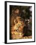 Indo Chinese Tiger Cub, Panthera Tigris Corbetti, Tiger Sanctuary for Confiscated Animals, Thailand-Lousie Murray-Framed Photographic Print