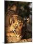 Indo Chinese Tiger Cub, Panthera Tigris Corbetti, Tiger Sanctuary for Confiscated Animals, Thailand-Lousie Murray-Mounted Photographic Print