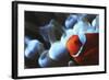 Indo Ocean, Close Up View of Spinecheek Anemonefish-Stuart Westmorland-Framed Photographic Print