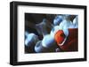 Indo Ocean, Close Up View of Spinecheek Anemonefish-Stuart Westmorland-Framed Photographic Print