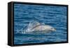 Indo-Pacific Bottlenose Dolphin (Tursiops Aduncus), in Yampi Bay, Kimberley, Western Australia-Michael Nolan-Framed Stretched Canvas