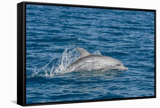 Indo-Pacific Bottlenose Dolphin (Tursiops Aduncus), in Yampi Bay, Kimberley, Western Australia-Michael Nolan-Framed Stretched Canvas