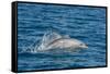 Indo-Pacific Bottlenose Dolphin (Tursiops Aduncus), in Yampi Bay, Kimberley, Western Australia-Michael Nolan-Framed Stretched Canvas