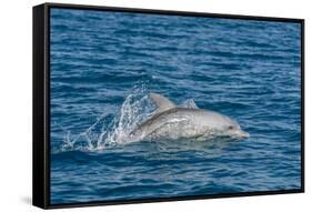 Indo-Pacific Bottlenose Dolphin (Tursiops Aduncus), in Yampi Bay, Kimberley, Western Australia-Michael Nolan-Framed Stretched Canvas