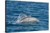 Indo-Pacific Bottlenose Dolphin (Tursiops Aduncus), in Yampi Bay, Kimberley, Western Australia-Michael Nolan-Stretched Canvas