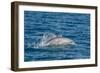 Indo-Pacific Bottlenose Dolphin (Tursiops Aduncus), in Yampi Bay, Kimberley, Western Australia-Michael Nolan-Framed Photographic Print