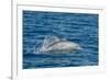 Indo-Pacific Bottlenose Dolphin (Tursiops Aduncus), in Yampi Bay, Kimberley, Western Australia-Michael Nolan-Framed Photographic Print