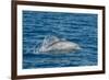 Indo-Pacific Bottlenose Dolphin (Tursiops Aduncus), in Yampi Bay, Kimberley, Western Australia-Michael Nolan-Framed Photographic Print