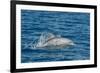 Indo-Pacific Bottlenose Dolphin (Tursiops Aduncus), in Yampi Bay, Kimberley, Western Australia-Michael Nolan-Framed Photographic Print