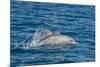 Indo-Pacific Bottlenose Dolphin (Tursiops Aduncus), in Yampi Bay, Kimberley, Western Australia-Michael Nolan-Mounted Photographic Print