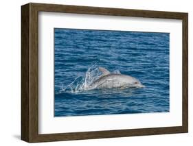 Indo-Pacific Bottlenose Dolphin (Tursiops Aduncus), in Yampi Bay, Kimberley, Western Australia-Michael Nolan-Framed Photographic Print