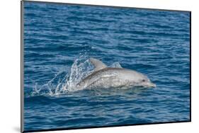 Indo-Pacific Bottlenose Dolphin (Tursiops Aduncus), in Yampi Bay, Kimberley, Western Australia-Michael Nolan-Mounted Photographic Print
