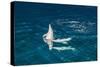 Indo-Pacific Bottlenose Dolphin (Tursiops Aduncus) Socializing and Feeding at Night in Yampi Bay-Michael Nolan-Stretched Canvas