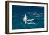 Indo-Pacific Bottlenose Dolphin (Tursiops Aduncus) Socializing and Feeding at Night in Yampi Bay-Michael Nolan-Framed Photographic Print