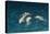 Indo-Pacific Bottlenose Dolphin (Tursiops Aduncus) Socializing and Feeding at Night in Yampi Bay-Michael Nolan-Stretched Canvas