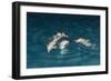 Indo-Pacific Bottlenose Dolphin (Tursiops Aduncus) Socializing and Feeding at Night in Yampi Bay-Michael Nolan-Framed Photographic Print