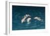 Indo-Pacific Bottlenose Dolphin (Tursiops Aduncus) Socializing and Feeding at Night in Yampi Bay-Michael Nolan-Framed Photographic Print