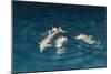 Indo-Pacific Bottlenose Dolphin (Tursiops Aduncus) Socializing and Feeding at Night in Yampi Bay-Michael Nolan-Mounted Photographic Print