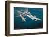 Indo-Pacific Bottlenose Dolphin (Tursiops Aduncus) Socializing and Feeding at Night in Yampi Bay-Michael Nolan-Framed Photographic Print