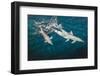 Indo-Pacific Bottlenose Dolphin (Tursiops Aduncus) Socializing and Feeding at Night in Yampi Bay-Michael Nolan-Framed Photographic Print