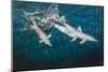 Indo-Pacific Bottlenose Dolphin (Tursiops Aduncus) Socializing and Feeding at Night in Yampi Bay-Michael Nolan-Mounted Photographic Print