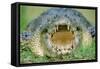 Indo-Pacific Crocodile Mouth Open-null-Framed Stretched Canvas