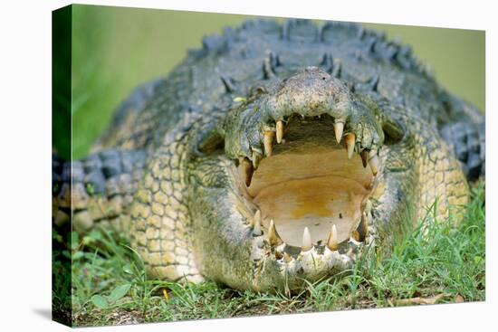 Indo-Pacific Crocodile Mouth Open-null-Stretched Canvas