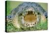 Indo-Pacific Crocodile Mouth Open-null-Stretched Canvas
