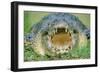 Indo-Pacific Crocodile Mouth Open-null-Framed Photographic Print