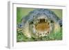 Indo-Pacific Crocodile Mouth Open-null-Framed Photographic Print